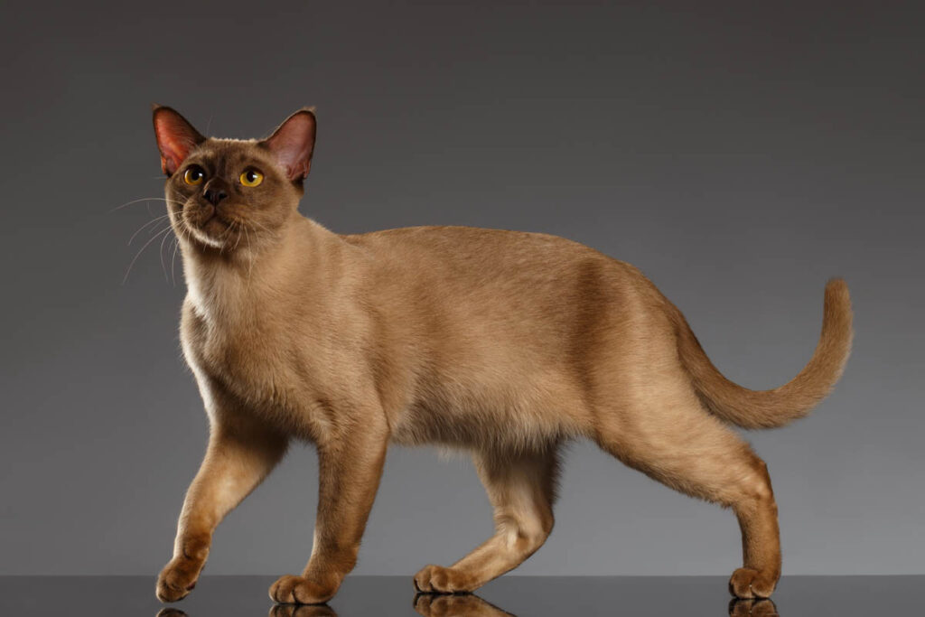 Burmakatt
